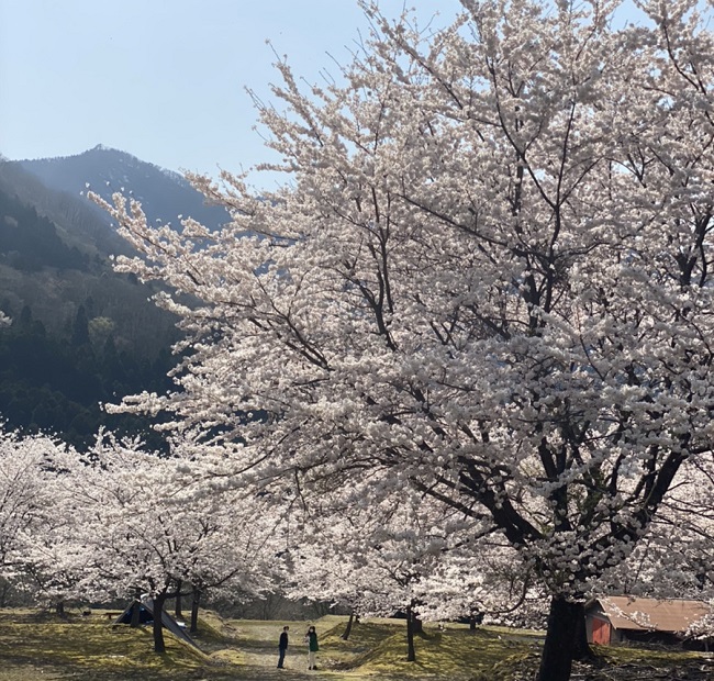 桜　春　花見　新生活